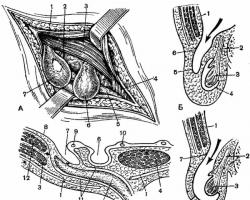 Что такое паховый канал с точки зрения анатомии?